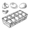 Sketch Set of eggs, egg tray, broken egg. Box of Eggs. Hand drawn fried, scrambled egg. Royalty Free Stock Photo