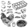 Sketch set of Hen, chick, and eggs. Hand drawn realistic chicken. Royalty Free Stock Photo