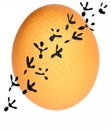 Egg Royalty Free Stock Photo