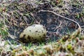 Egg of Arctic Great Skua Stercorarius skua Iceland