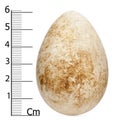 Egg of Atlantic Puffin or Common Puffin