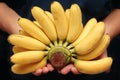 Egg-banana or Pisang mas is famous fruit of Thailand. Royalty Free Stock Photo