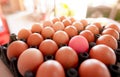 Egg in black plastic tray in chicken farm. Eggs in carton. Hen eggs from organic farm. Poultry product. Outstanding concept. Pink Royalty Free Stock Photo