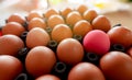 Egg in black plastic tray in chicken farm. Eggs in carton. Hen eggs from organic farm. Poultry product. Outstanding concept. Pink Royalty Free Stock Photo