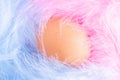 Egg on blue and pink feathers, macro. Baby Shower girl or boy concept with egg and colourful feathers. Concept for birthday,