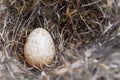 Egg from a bluetit in a natural nest