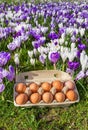 Egg box with chicken eggs and colorful crocuses Royalty Free Stock Photo