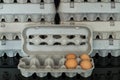 Egg box with four organic chicken eggs inside