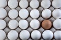 An egg brown into white eggs, Visible minority