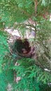 Egg bulbul bird in nest after eight days