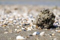 Egg capsules of veined rapa whelk thrown to the seashore