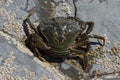 Green Shore Crab, Carcinus maenas Royalty Free Stock Photo
