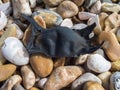 An egg case - Chondrichthyes Royalty Free Stock Photo