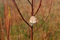 Preying mantis egg case on willow tree branch. Royalty Free Stock Photo