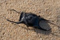 Egg case of a Spotted Ray lying on sandy beach, also commonly known as mermaid`s purse. Royalty Free Stock Photo