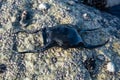 Egg case of a Spotted Ray on rock at beach, also commonly known as mermaid`s purse.