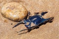 Egg case of the Thornback ray Raja clavata on the sandy beach of the Atlantic ocean coast. Morocco