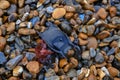 Egg casing of a Ray fish also known as Mermaids Purse.