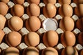 The egg cassette contains eggs with brown shells Royalty Free Stock Photo