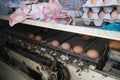 Egg categorize machine