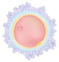 The egg cell - Ovum