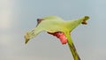 Egg of cherry snail on branches of water hyacinth.