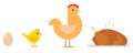 Egg, chick, chicken, baked chicken on tray. Life cycle of the chicken. Royalty Free Stock Photo