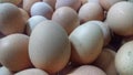 Egg chicken eggs Royalty Free Stock Photo