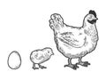 Egg chicken and hen sketch vector illustration Royalty Free Stock Photo