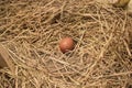 An egg in chicken nest