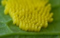 Egg cluster of Cabbage white butterfly Royalty Free Stock Photo