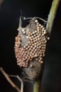 Egg cluster of Vapourer moth in detail. Royalty Free Stock Photo