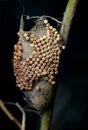 Egg cluster of Vapourer moth in detail. Royalty Free Stock Photo