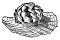 Egg of Common Whelk, vintage illustration