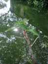 Egg conch on the trunk of a noni tree over the river Royalty Free Stock Photo