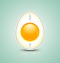 Egg cross section icon