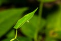 Egg of Dark Blue Tiger butterfly Royalty Free Stock Photo