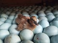 Egg duck hatch procces in a duck farm Royalty Free Stock Photo
