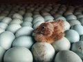 Egg duck hatch procces in a duck farm Royalty Free Stock Photo