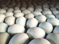 Egg duck hatch process in duck farm Royalty Free Stock Photo