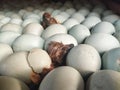 Egg duck hatch process in duck farm Royalty Free Stock Photo