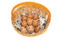 egg face in basket. newspapers. orphaned. dumped