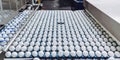 Egg factory industry poultry conveyor production