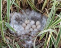 Egg-filled Muscovy Duck Nest in Liriope Plant