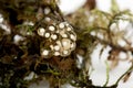 Egg of Golden Mantella, Mantella aurantiaca