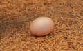 Egg of Golden pheasant.