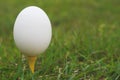 Egg on a Golf Tee Royalty Free Stock Photo