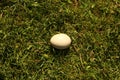 Egg in the grass Royalty Free Stock Photo