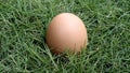 Egg on the grasss fresh farm Royalty Free Stock Photo