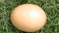 Egg on the grasss fresh farm Royalty Free Stock Photo